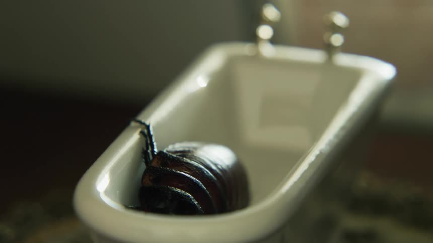 A cockroach rolling off its back in a porcelain tub
