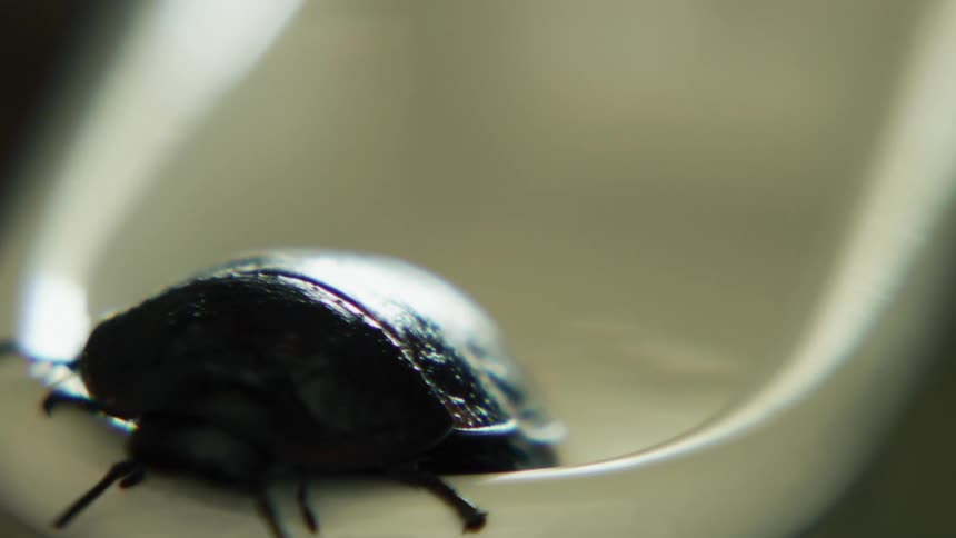 Cockroach crawls out white basin and down outer side