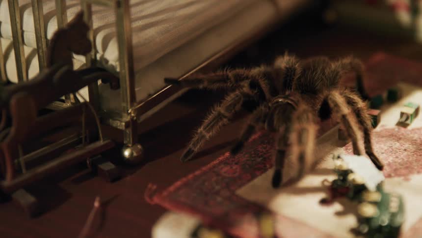 A tarantula crawling across a floor in a house