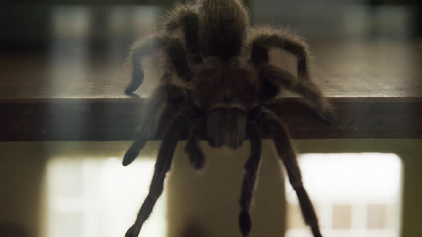 A spider crawls from one floor to another