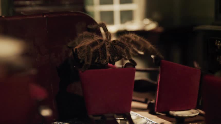 Tarantula crawling on a chair