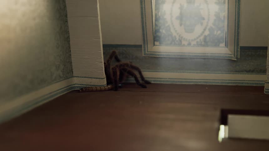Surreal footage of giant bugs in a house