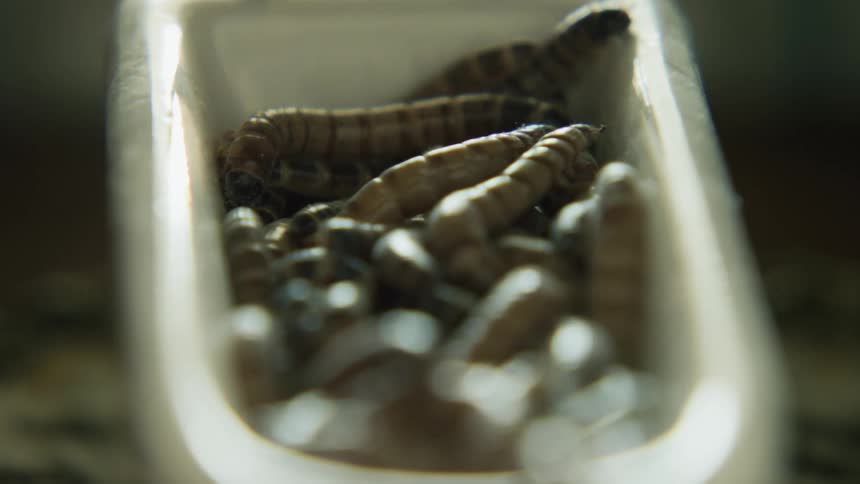 Bunch of mealworms in a bowl
