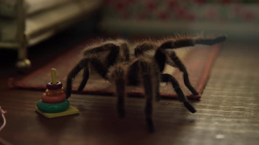 Tarantula walking forward