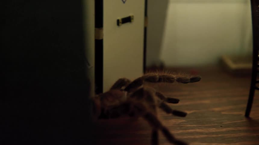 Tarantula walking in a room