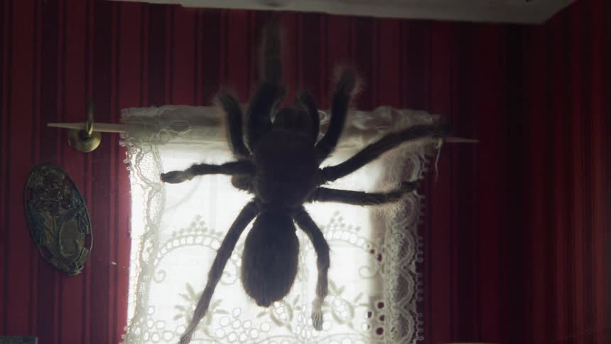 Tarantula climbs across curtain made by toothpick and piece of fabric in doll house