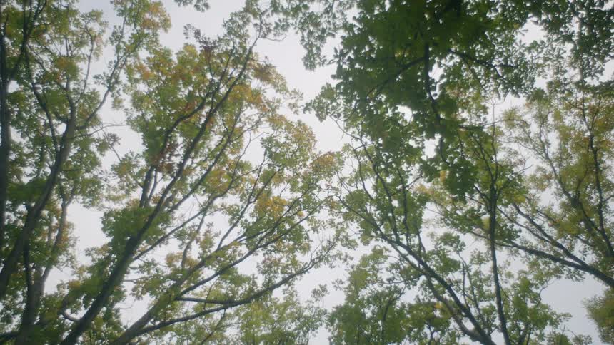 Close up of tree tops swaying in the wind during the day