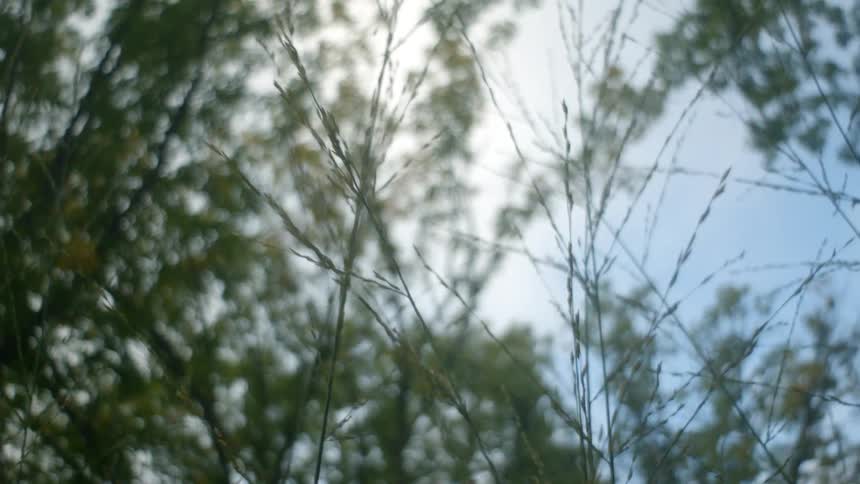 Trees are displayed in a forest