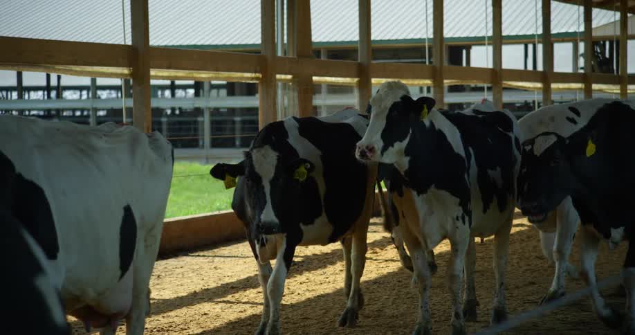 Cows walking with tags in their ear