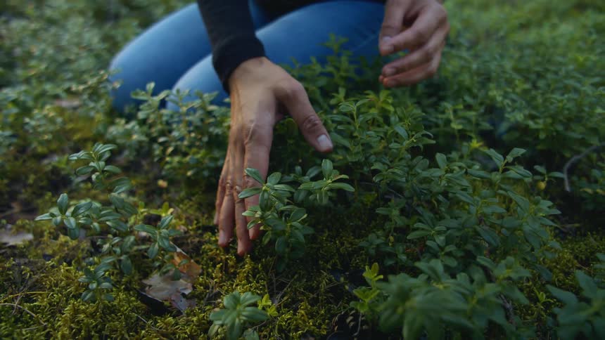 Woman sitting in grass grazing her hands across the plants around her