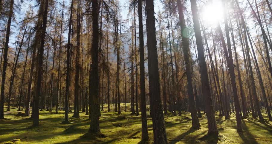 Trees in a forest are displayed in autumn