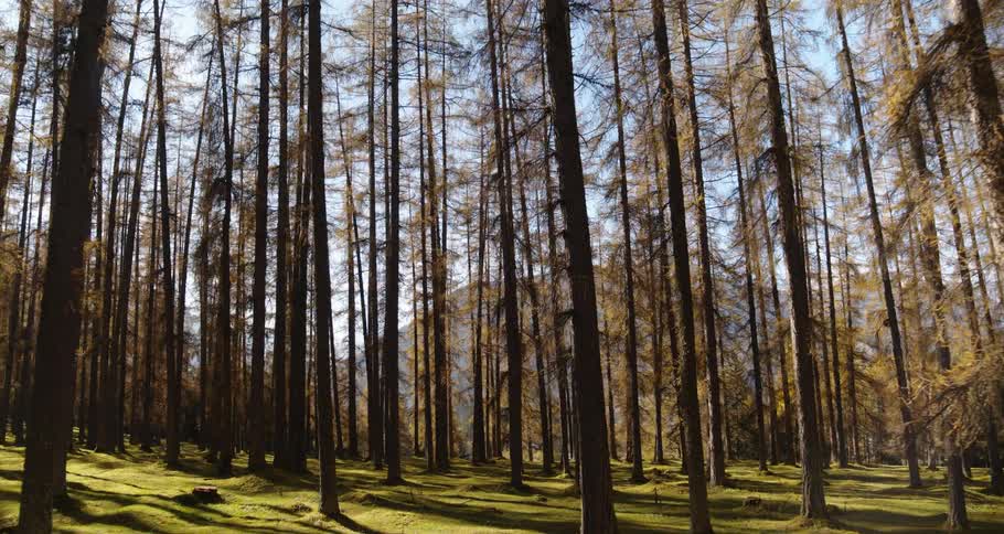 Trees in a forest during the day