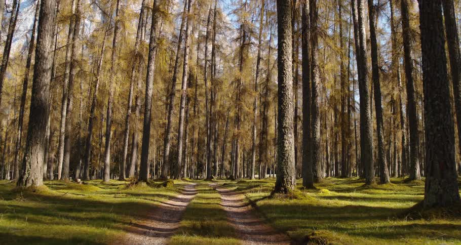 Dirt road path through a beautiful wooded area with tall trees all around
