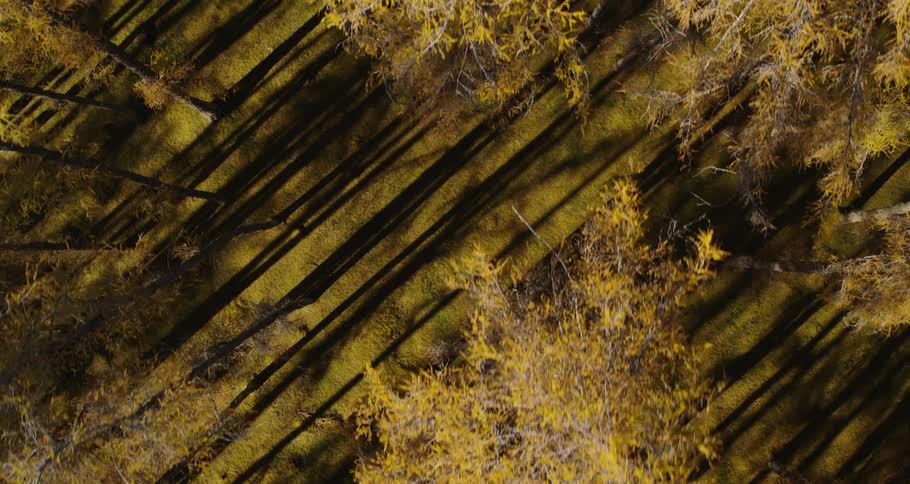 Treetop view of trees in a forest in daylight