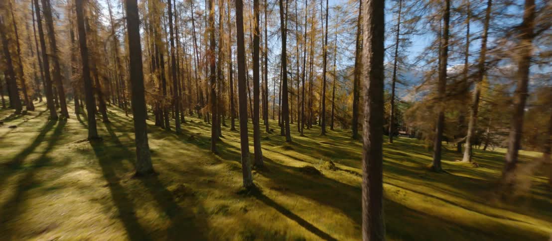 Low lying grass covers ground between conifer trees as snow covers nearby mountains