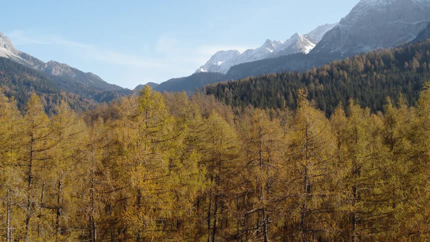 A forest with trees and grass with a mountain range the sky and clouds in the background