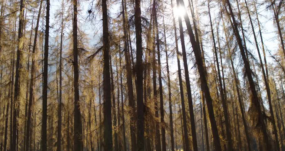 Trees in a forest are displayed during the day