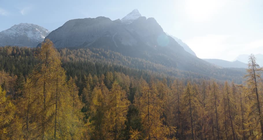 Many trees in a forest with a mountain range in the background