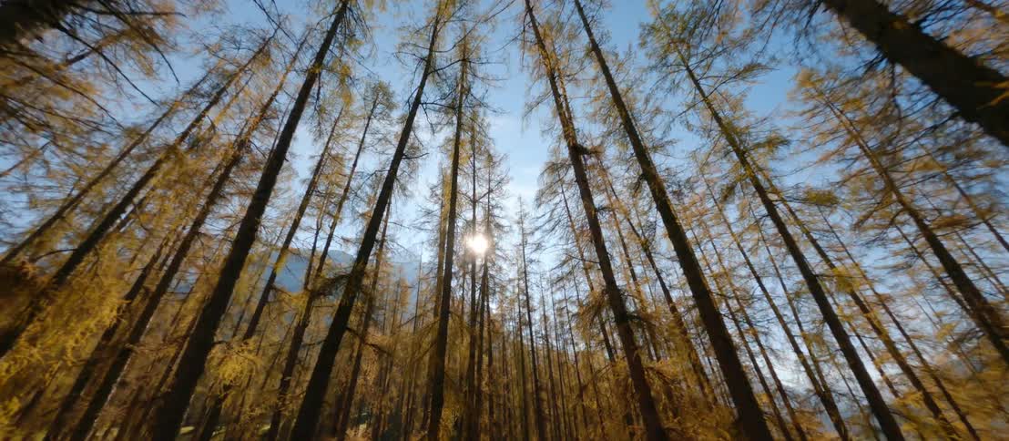 A forest with trees with a mountain range the sky and clouds in the background