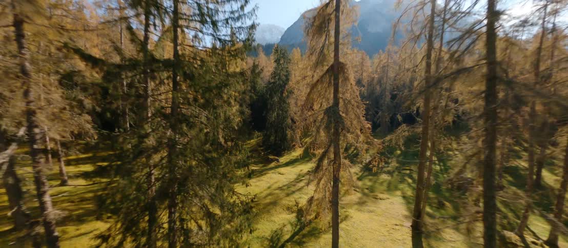 Aerial view of forest in autumn is displayed