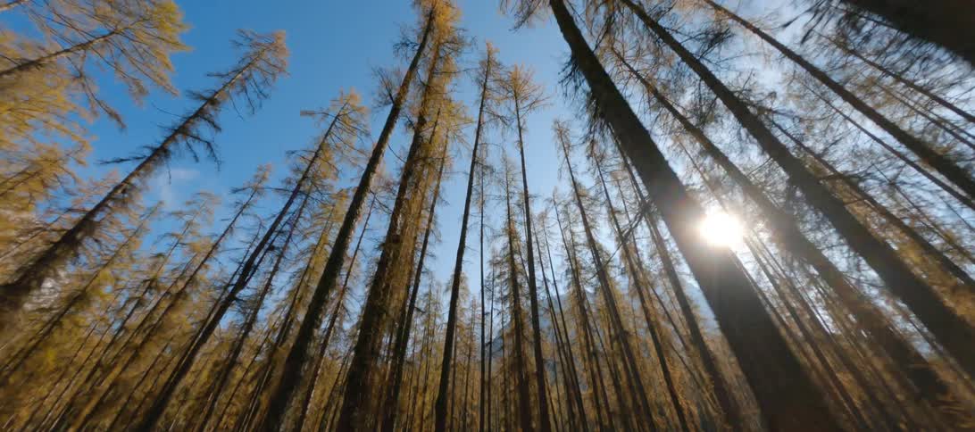 Autumn trees stretch to the blue sky in the woods