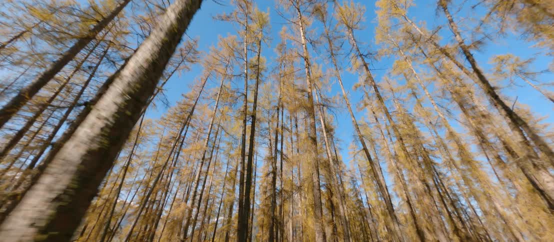Trees stretch to the blue sky in the woods