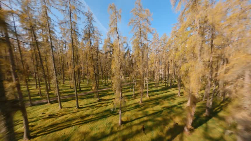 A forest is full of very tall but dry pine trees and grass covering the ground