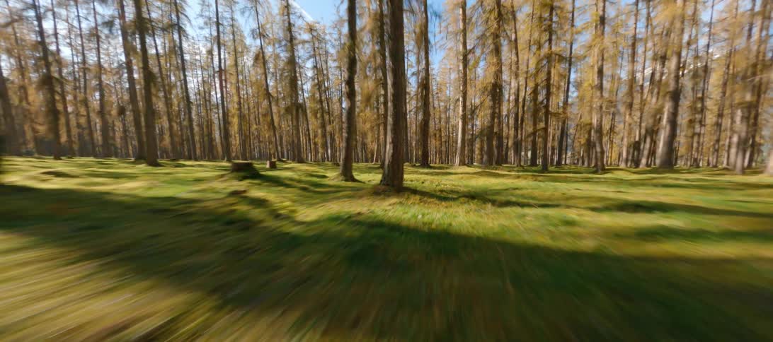 Trees in a forest on a flat grass plain