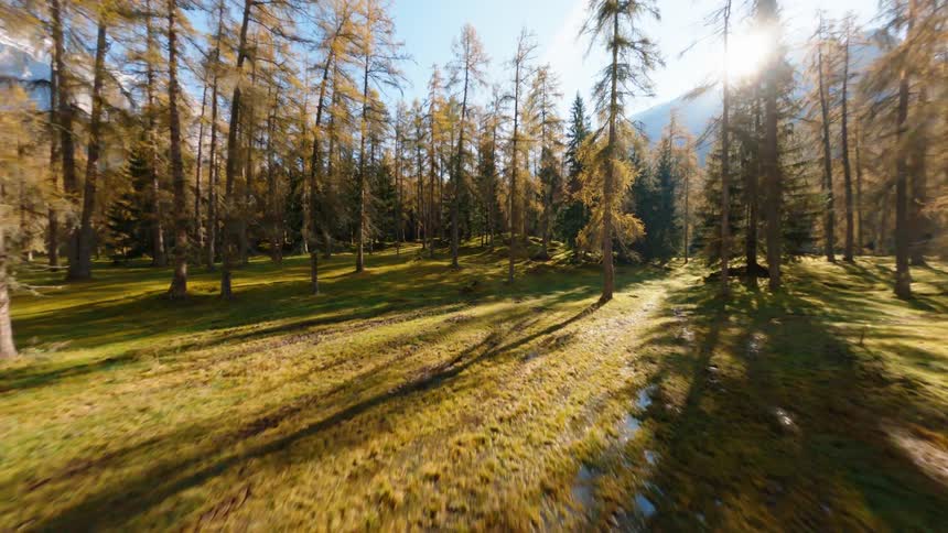 Trees are displayed in the forest in autumn