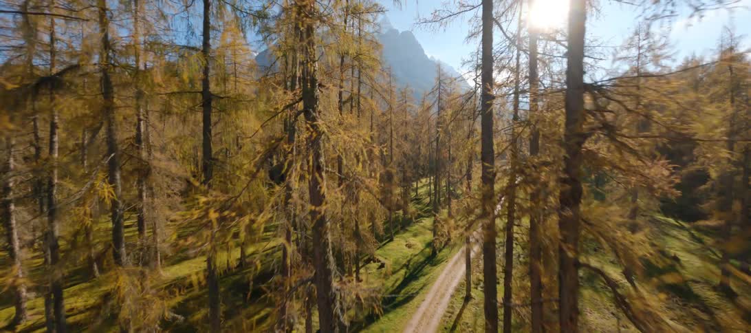 Aerial view of a forest in autumn is displayed