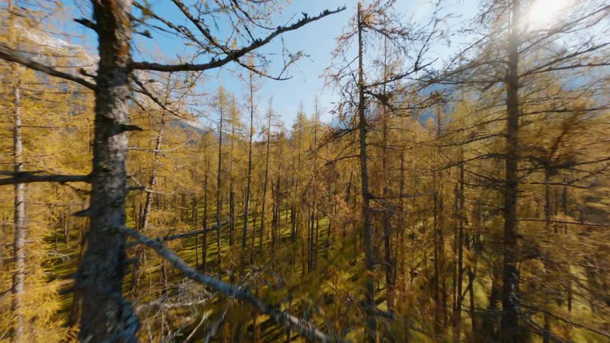 Aerial view of autumn woods and the sun shining brightly behind the mountains