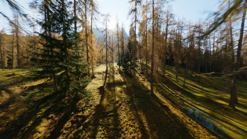 Drone flying through forest
