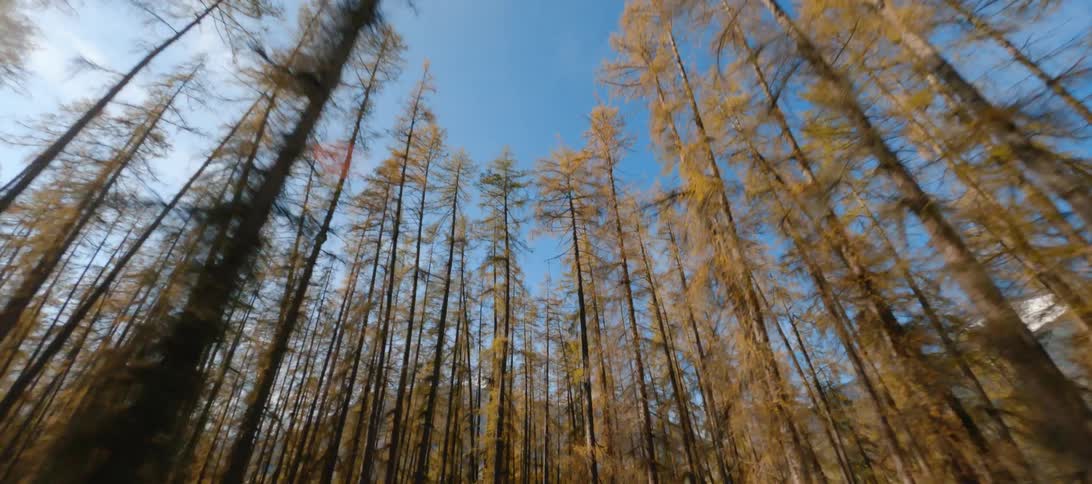 Trees stretch to the blue sky in the woods