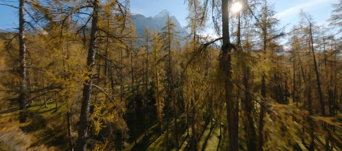 While ascending through a forest of tall trees a towering mountain range can be seen above