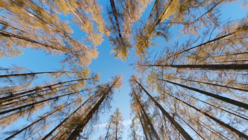 A forest with trees and leaves with the sky and clouds above