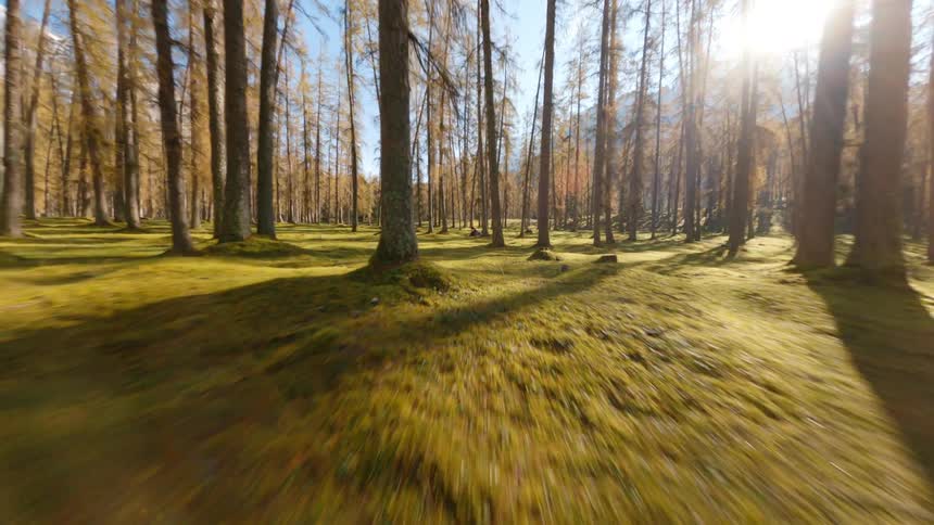 Landscape view of trees in a forest