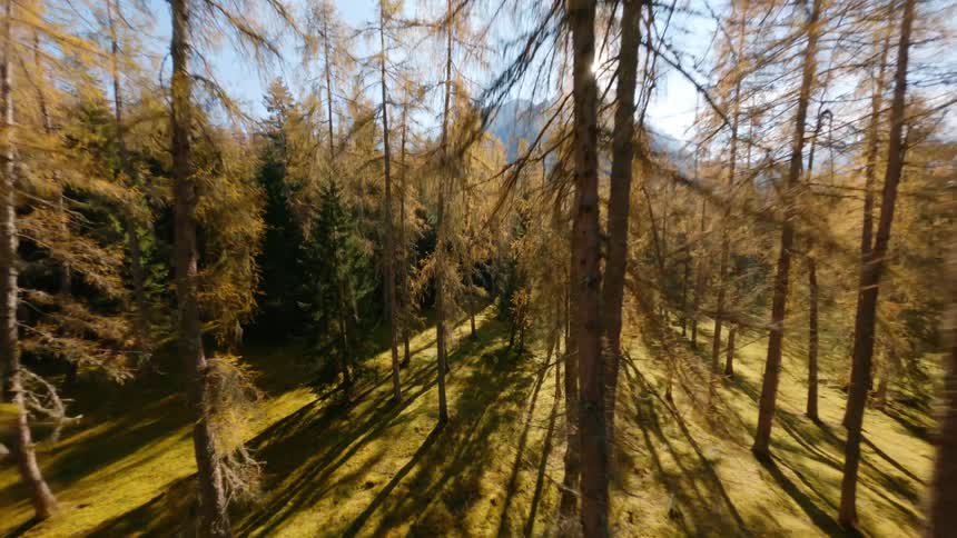 Sun shines above mountains near conifer forest