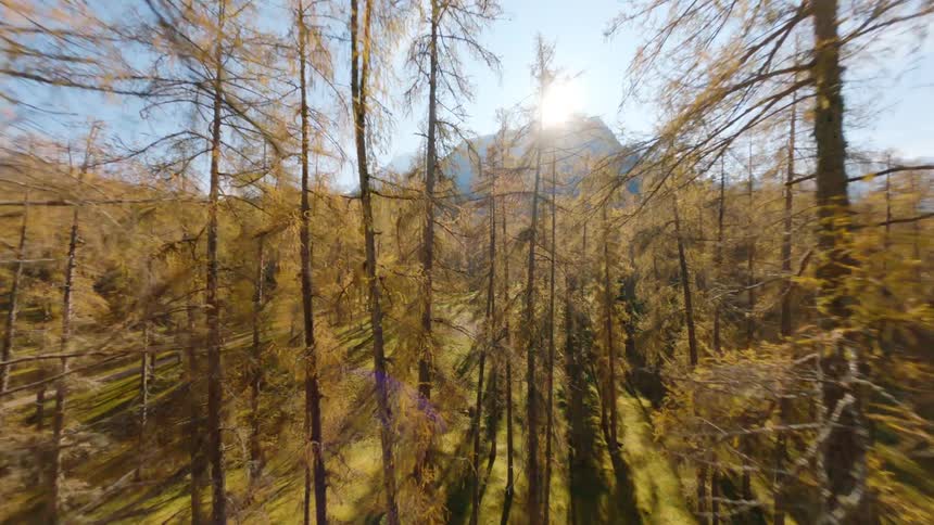 Aerial view of a large area of land covered with autumn trees and plants with mountains in the background