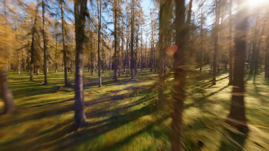 Zoom through forest from above and moving down
