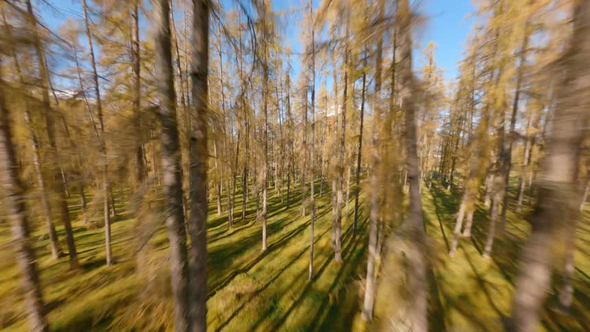 Drone flying in a forest