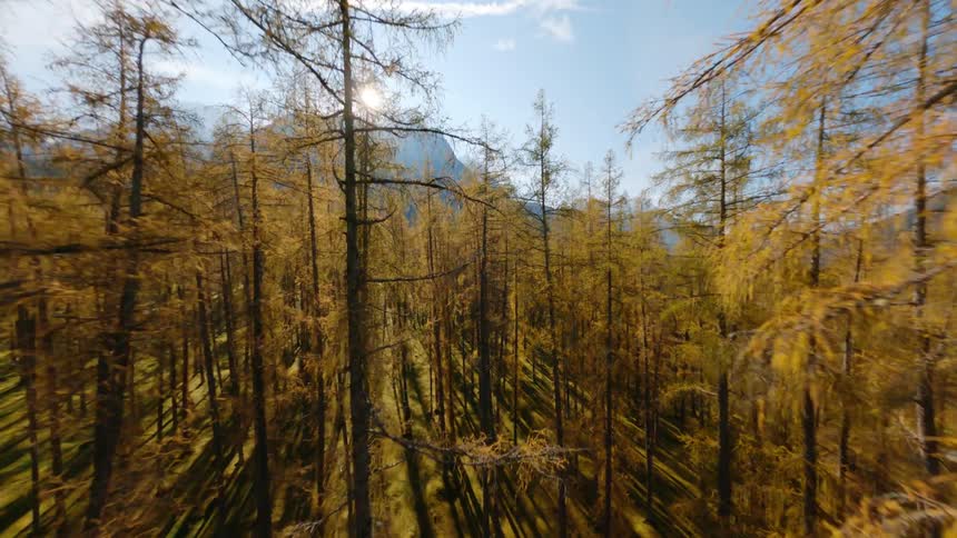 A forest with trees and grass with a mountain range the sky and clouds in the background