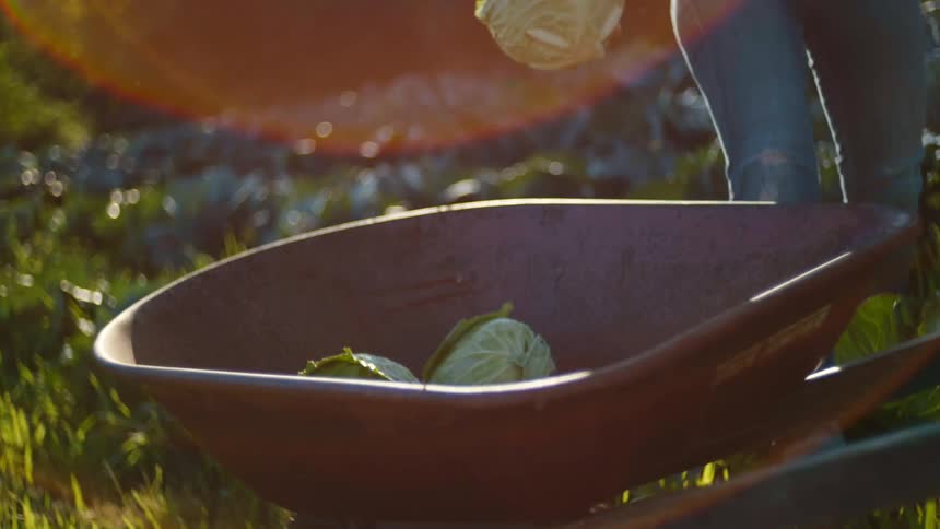 Woman in a garden carries a head of cabbage and places it into a barrel