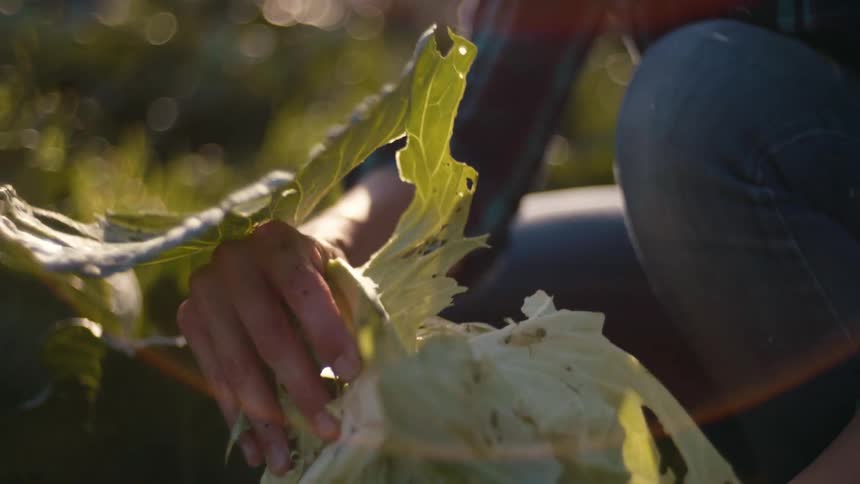 Woman kneeling down holding a head of cabbage tearing off dead leaves