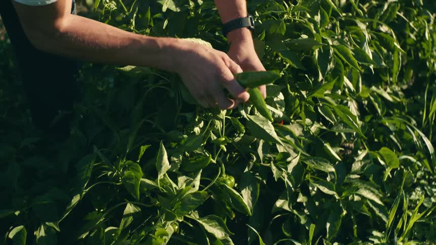 A man removes vegetables from the vine outside in a garden