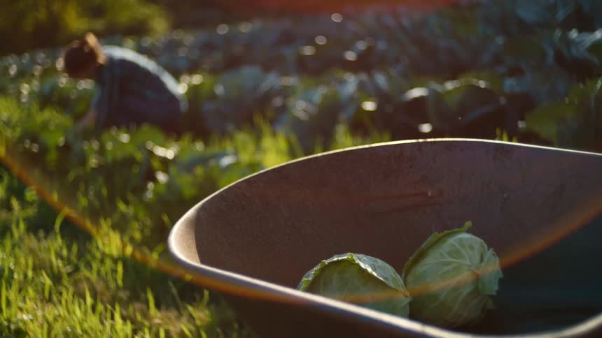 A woman works in a field in front of a wheelbarrow containing two heads of cabbage