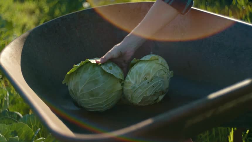 Person places cabbage heads in wheelbarrow sitting on grass