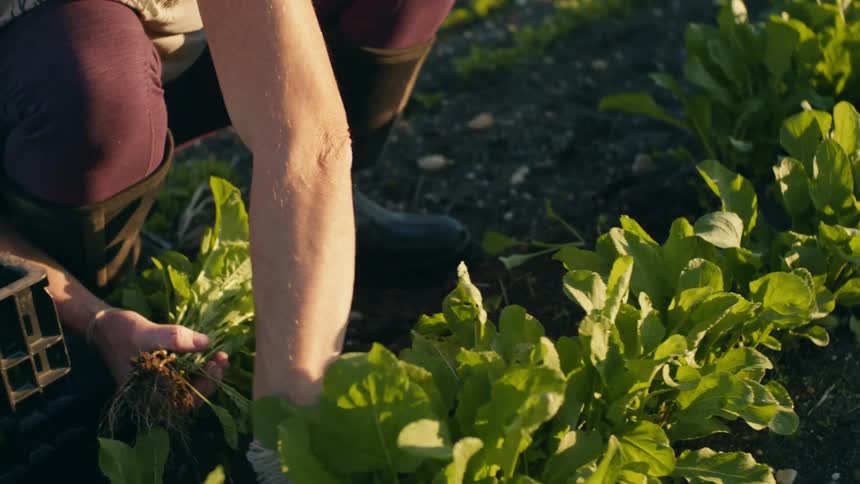 A person crouches in a field and harvests the crop