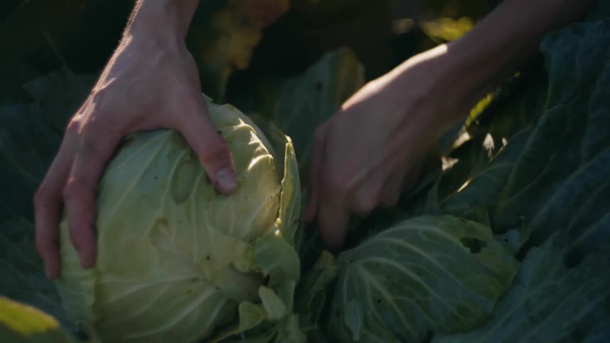Man using a knife to harvest a cabbage from a large plant