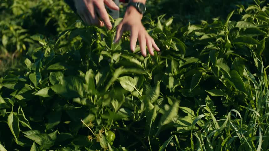 A man picks peppers from a garden