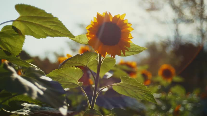 A woman stands in a field with tall sunflowers